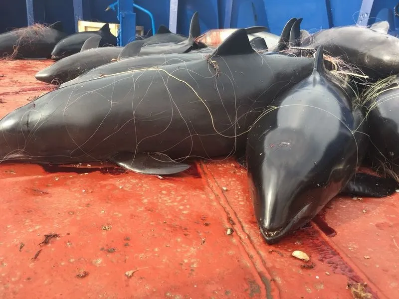 Популяции черноморских дельфинов грозит исчезновение