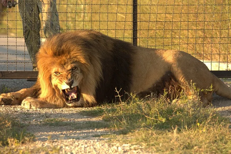 Клиентку сафари–парка в Крыму укусил лев