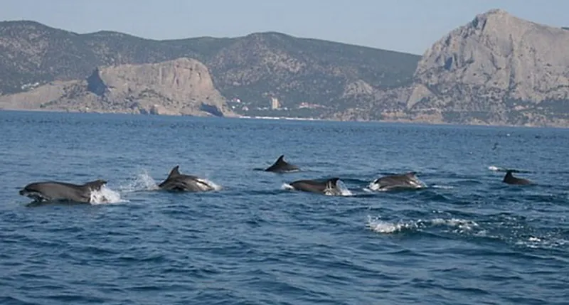 Севастопольский регион лидирует по числу случаев гибели дельфинов