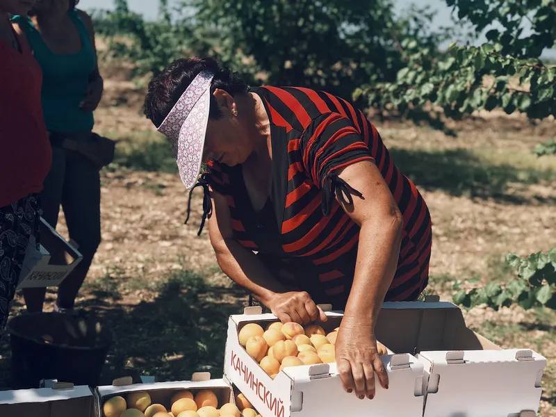 В Севастополе собрали рекордный урожай фруктов