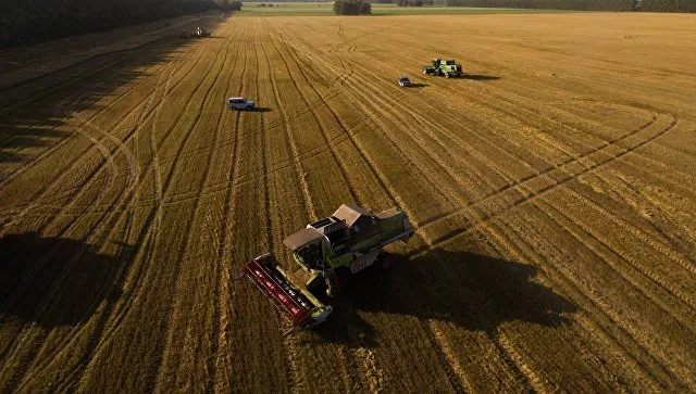 Урожай и экспорт зерна из России: соберем меньше, продадим дороже