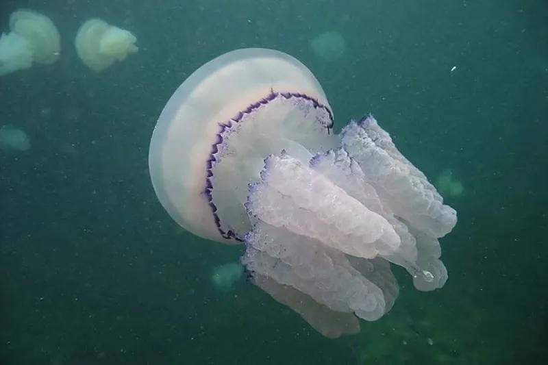 Почему в Чёрном море сейчас очень много медуз