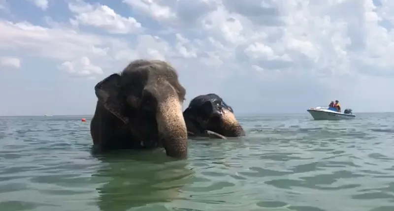 Индийским слонам нашли купальню в Евпатории