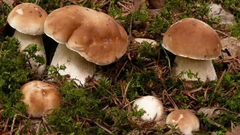 Отравившиеся в Крыму грибами 11 человек оказались гражданами Украины