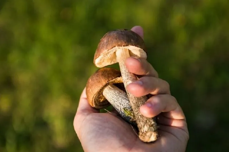 В Крыму 11 монахинь отравились грибами