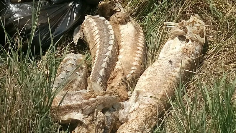 На побережье Крыма обнаружены десятки мёртвых осётров