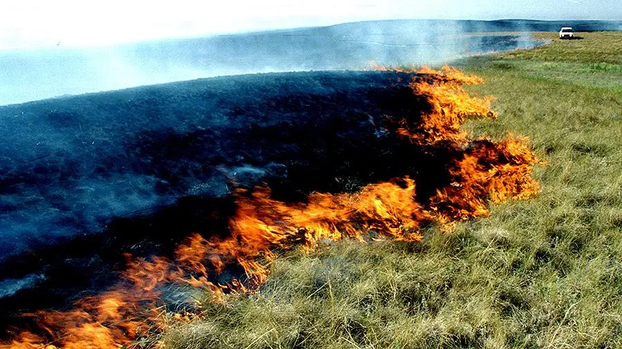В окрестностях Севастополя за 7 дней выгорело больше 10 гектаров земли