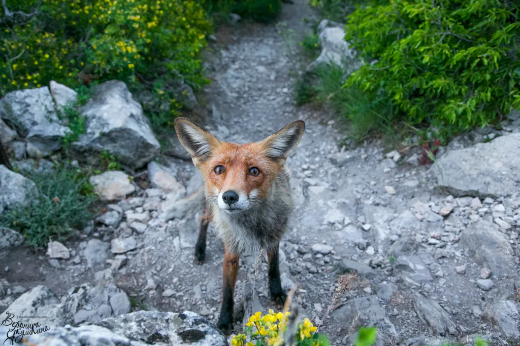 В крымских селах боятся бешеных лис