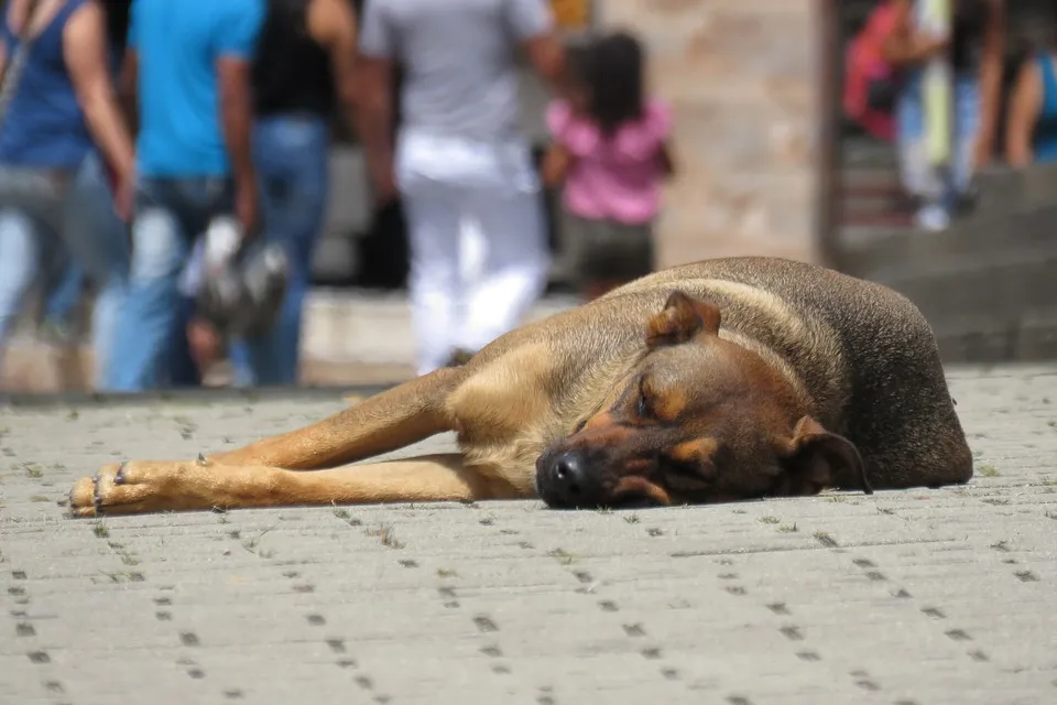 Куда исчезнут стаи бездомных собак с улиц Севастополя? 
