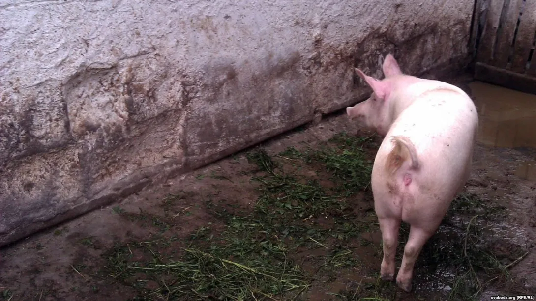 Подавляющее большинство свиноводческих хозяйств Крыма не защищены от африканской чумы