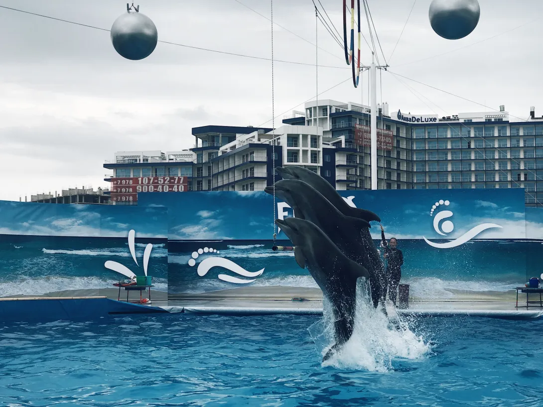 Дельфины и морские котики переехали из Артбухты в новое место