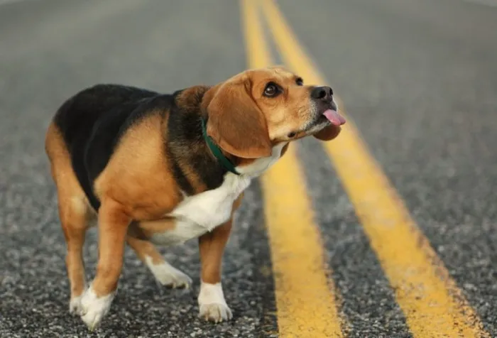 А вы спасли бы собаку на дороге? Опрос