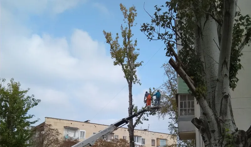 В Севастополе снос деревьев объяснили заботой о людях