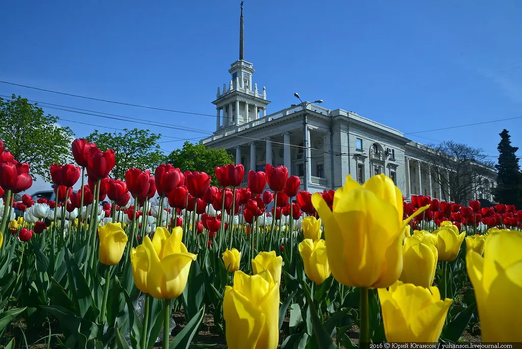 Какими цветами встретит весну Севастополь 