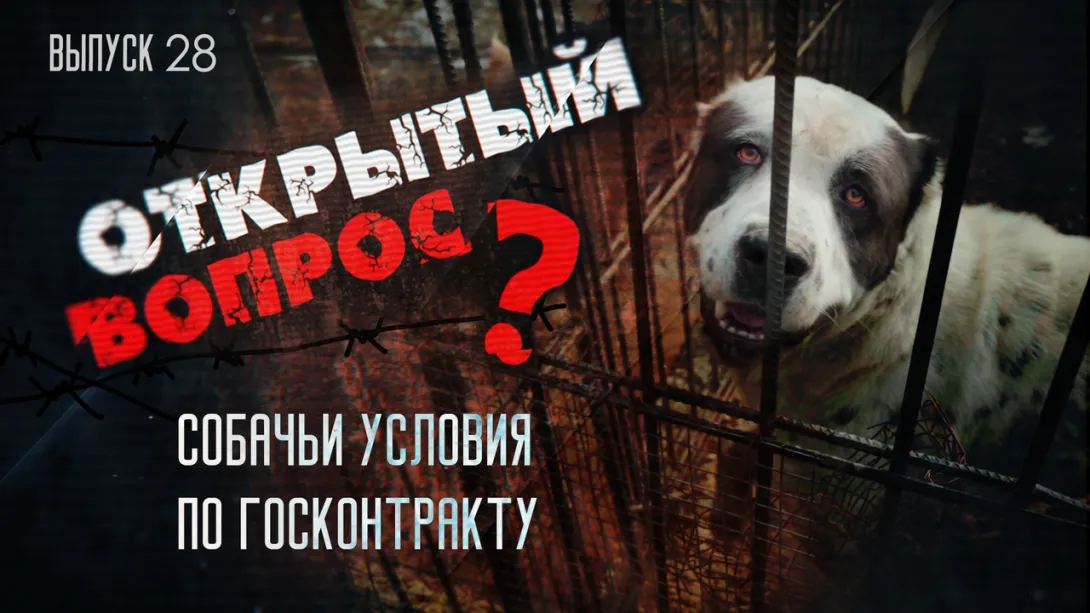 Открытый вопрос. О «собачьих условиях» госконтракта в Севастополе