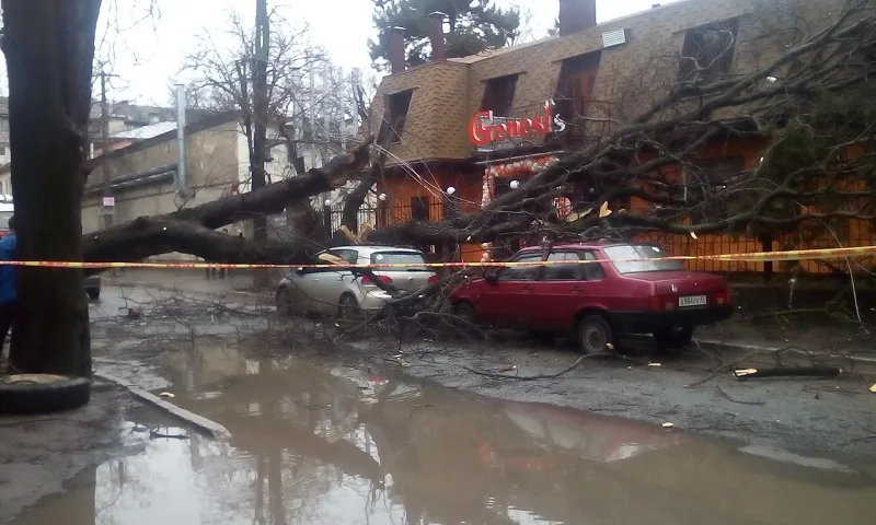 Жуткое происшествие: газовый факел и порванные провода — в Симферополе рухнуло дерево