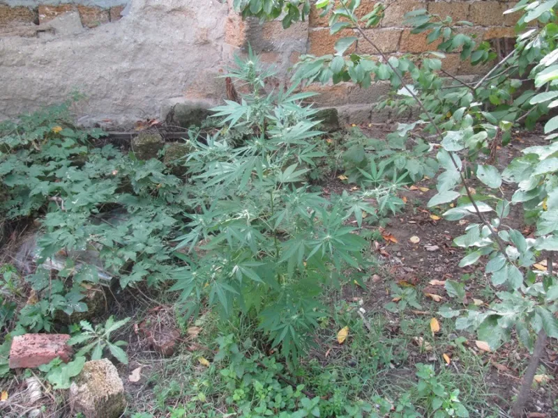 В Крыму садовод-любитель вырастил для себя больше пяти килограммов конопли