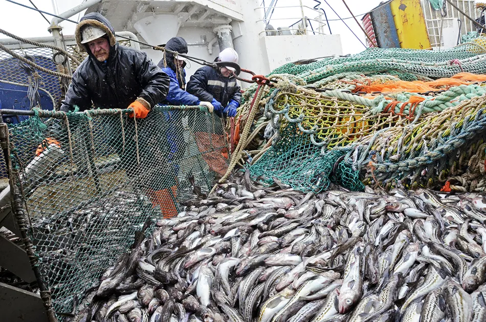 Западные санкции привели российскую рыбную отрасль к рекордам