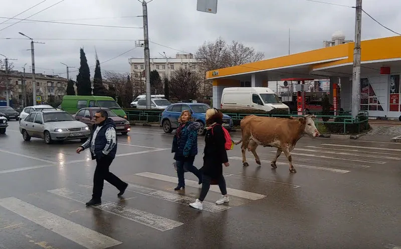 На открытие «Муссона»: по проезжей части в Севастополе гуляла корова