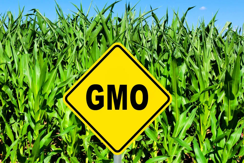 В Роскачестве рассказали, как узнать продукцию с ГМО 