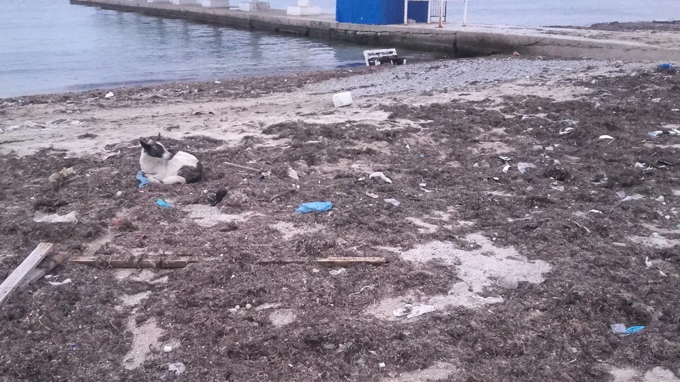 Севастопольцев возмутили зимние пляжи в Балаклаве и Омеге