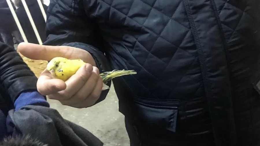 Живого попугая вытащили из-под завалов в Магнитогорске