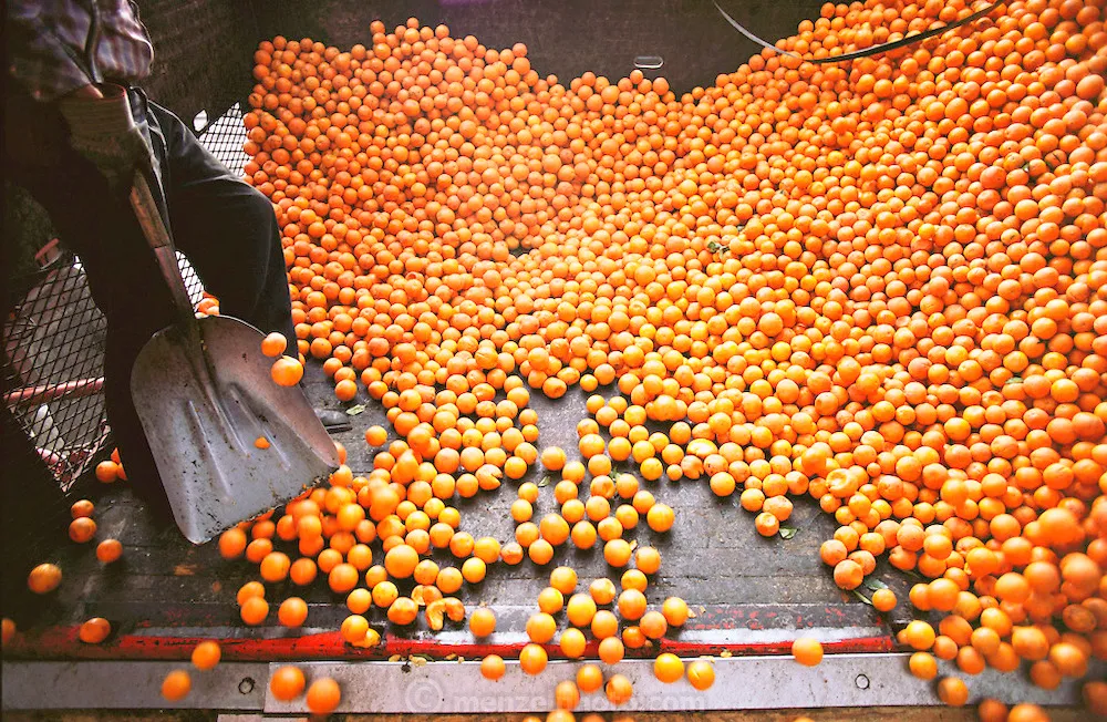Апельсины с новым вкусом уже отправились из Сирии в Севастополь 