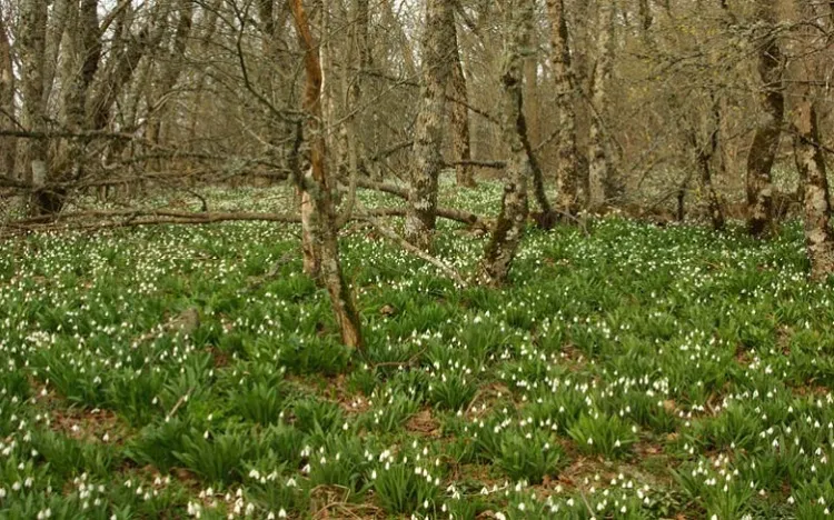 В Крыму устроили облаву на цветочных браконьеров