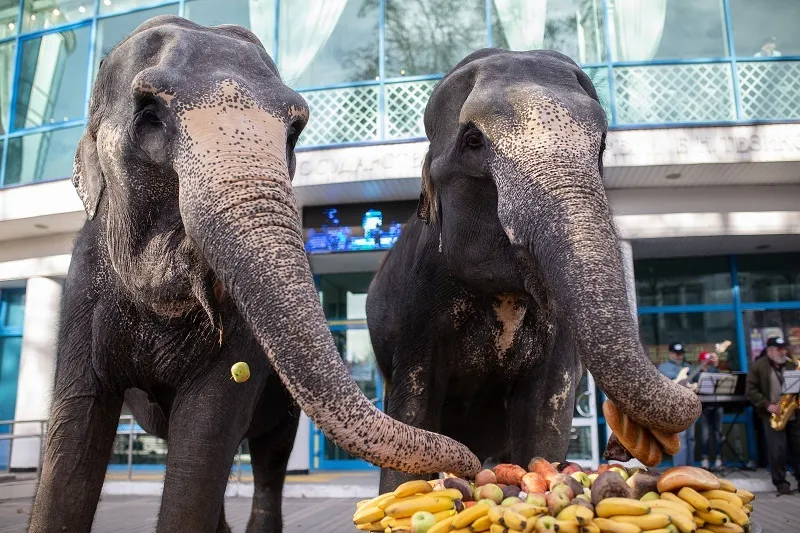 Слоны из Германии устроили шоу в центре Симферополя