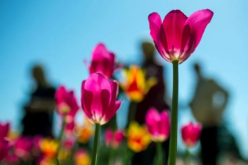 Никитский ботанический сад идёт на тюльпановый рекорд