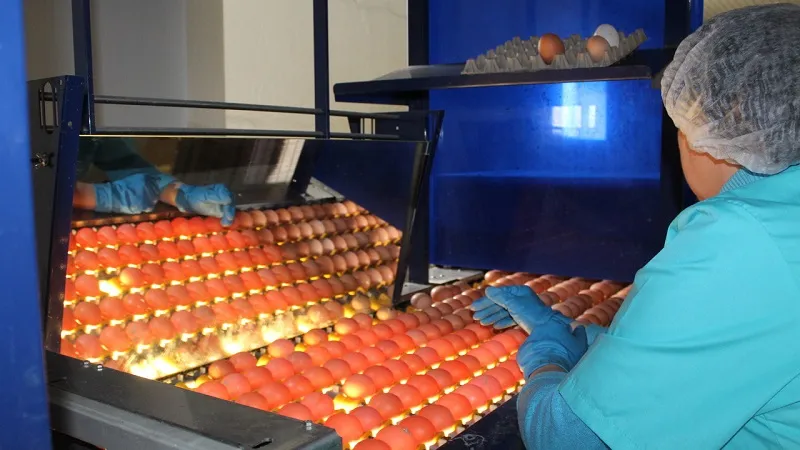 Почему жители Крыма покупают дорогие яйца
