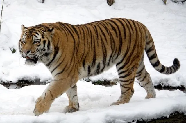 Амурский тигр напал на человека в Приморье