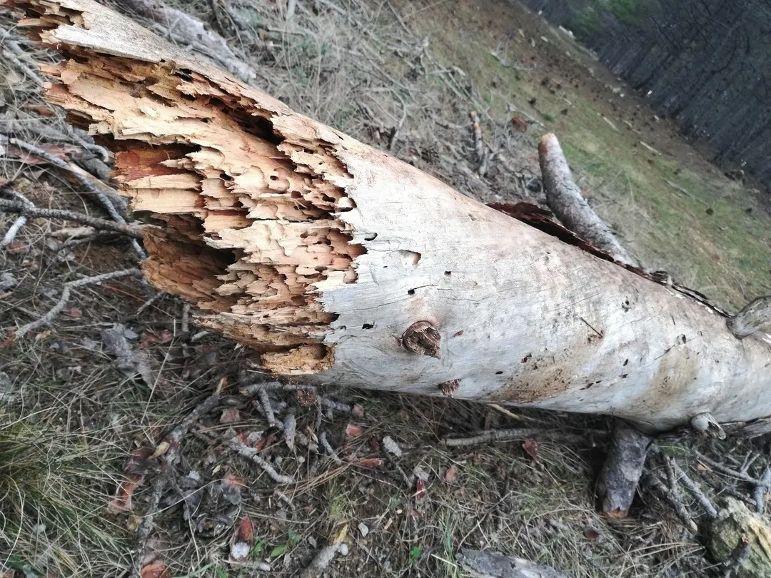 Вокруг Севастополя массово гибнут сосны 