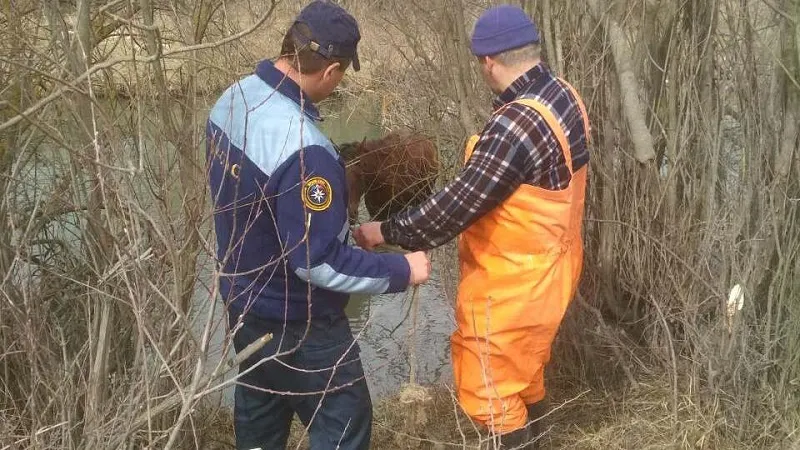 Оперативно спасать лошадь в Крыму пришлось лебедкой