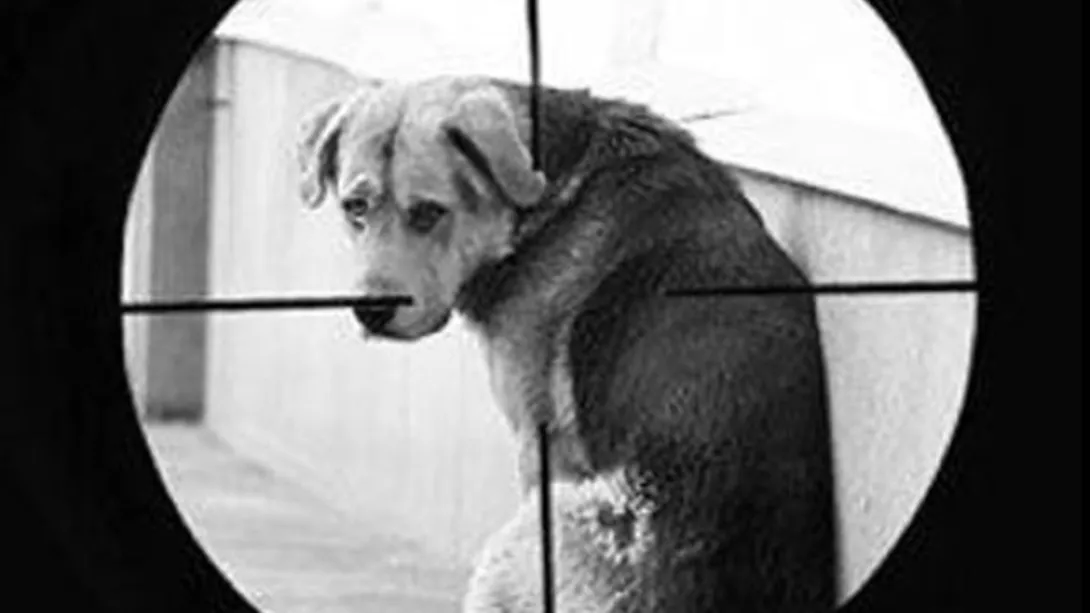 Жители Казачьей бухты пытаются предотвратить отстрел бездомных собак