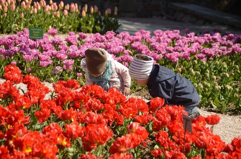 Все в сад! В Крыму началось великое цветение тюльпанов