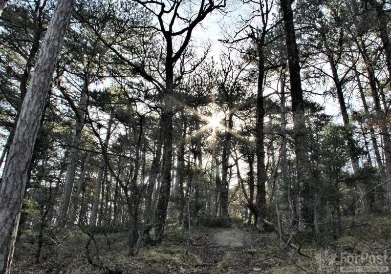 В Севастополе обнаружили неучтенный лес