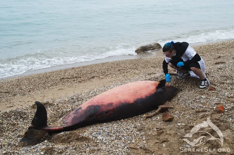 Вялеными дельфинами отбивают туристов от Крыма