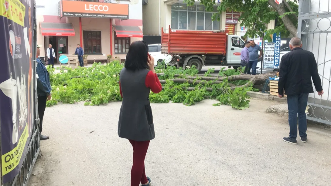 Дерево у Соловьёвского рынка в Севастополе упало повторно
