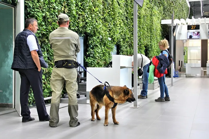 Секретные дела собачьей службы: как работают кинологи в аэропорту Симферополя