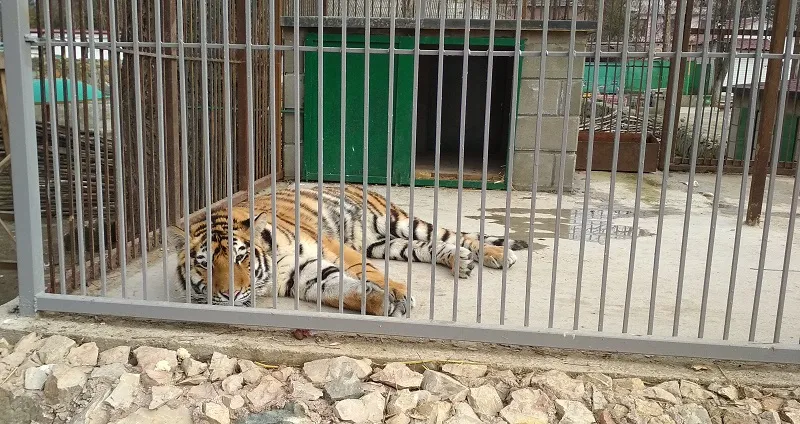 Почему погиб амурский тигр в зооуголке Симферополя