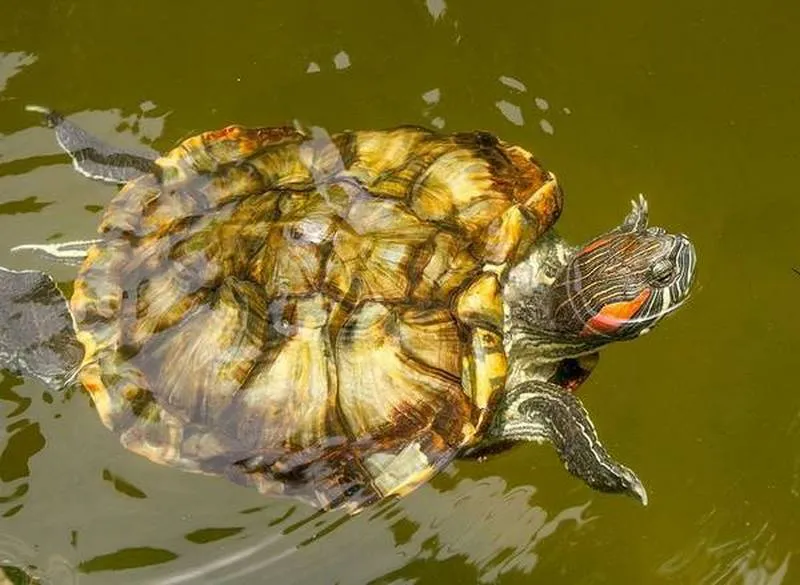 В Севастополе черепахам у Муссона снова нужна помощь