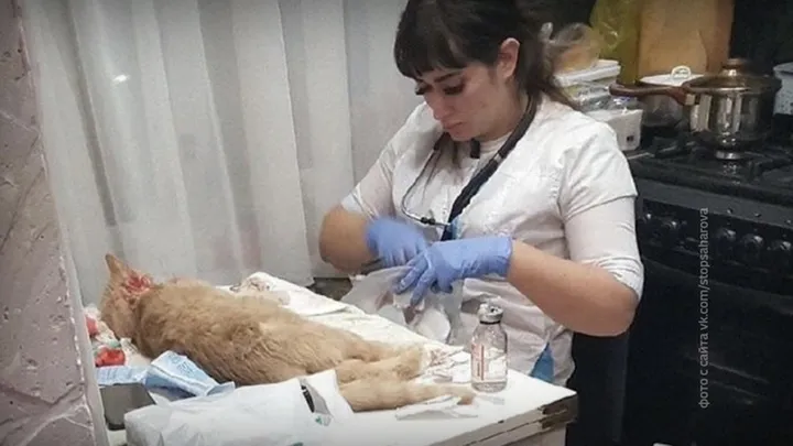 "Стоп Сахарова": ветеринарная клиника убивала питомцев и выставляла огромные счета