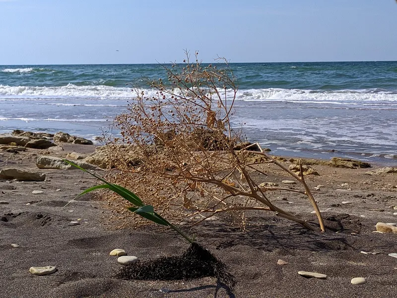 Залитый зловонной массой пляж в Крыму открыли для отдыхающих