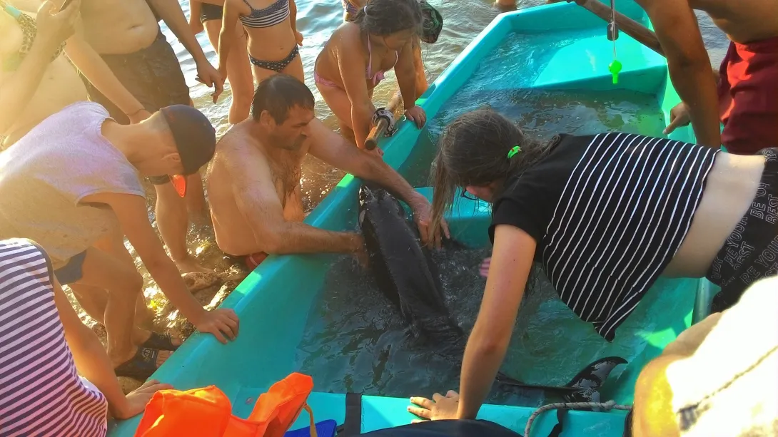 На пляже Севастополя спасали дельфина с пробитой головой