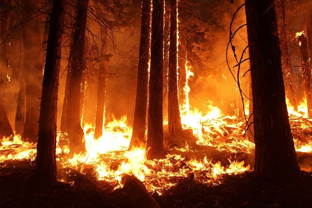 В России изменится оценка ущерба от лесных пожаров