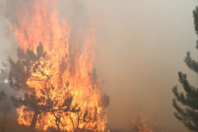 В центре Крыма сгорело почти 200 гектаров леса