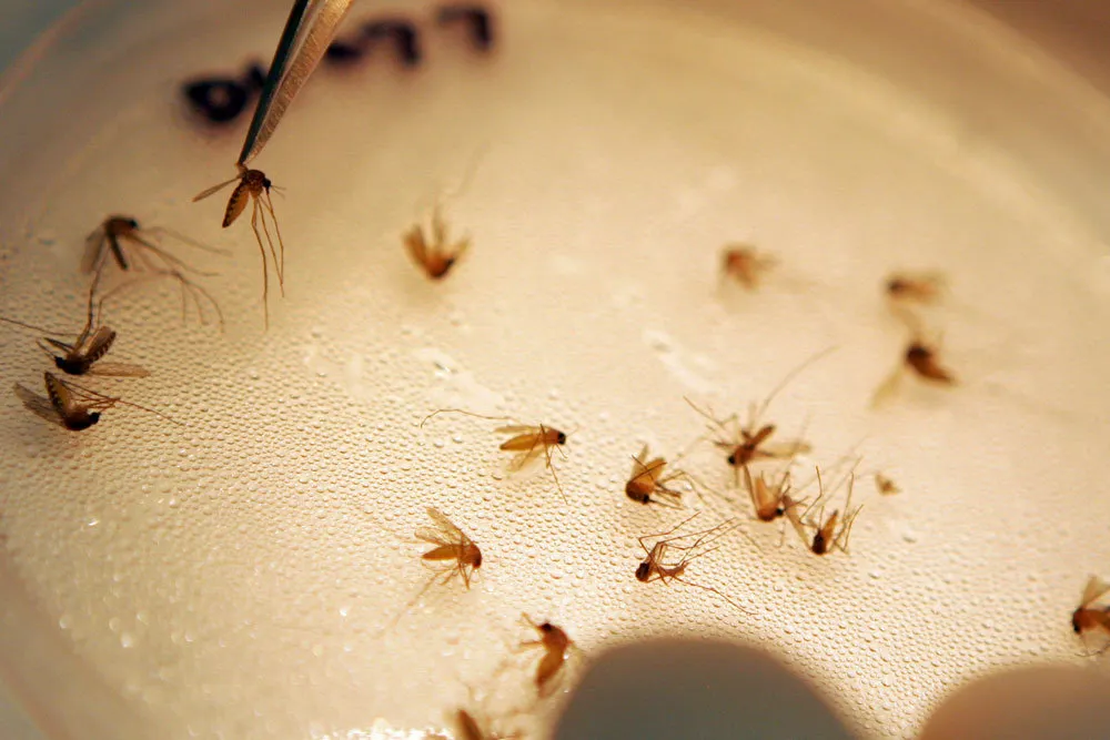 Угрозы массовых заболеваний на юге России из-за комаров нет