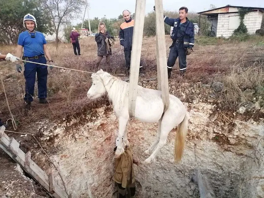 В Севастополе два пони застряли в яме