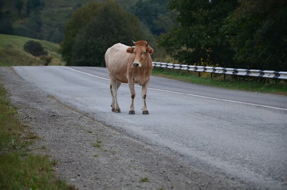 Труп коровы перекрыл дорогу в столицу Крыма
